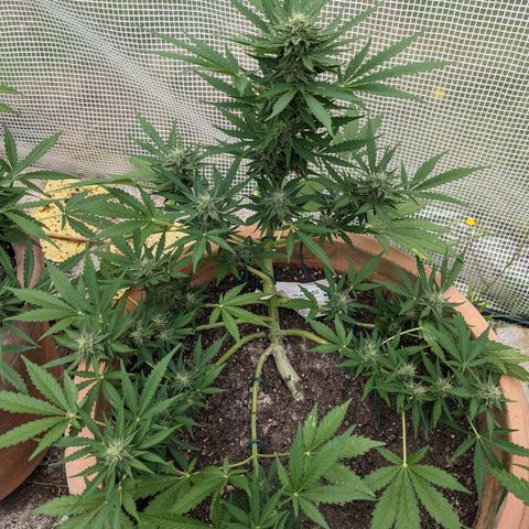 Sensi Amnesia Automatic growlog timeline photo