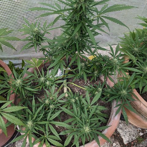 Sensi Amnesia Automatic growlog timeline photo