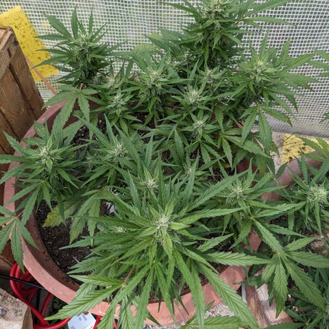 Sensi Amnesia Automatic growlog timeline photo