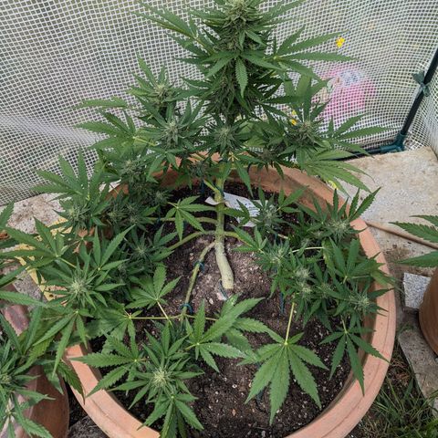 Sensi Amnesia Automatic growlog timeline photo