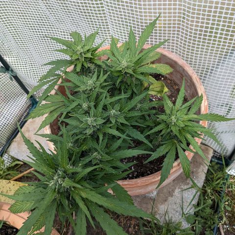 Sensi Amnesia Automatic growlog timeline photo