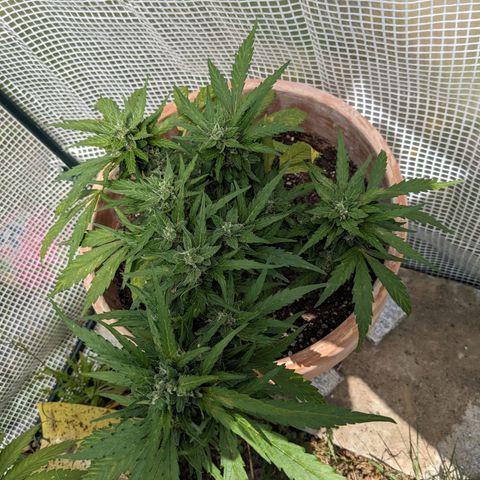 Sensi Amnesia Automatic growlog timeline photo