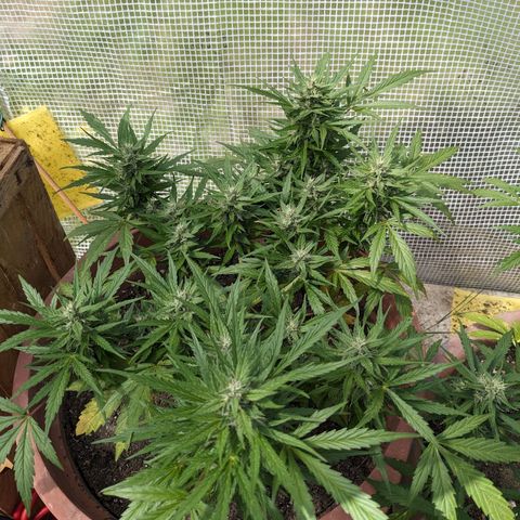 Sensi Amnesia Automatic growlog timeline photo