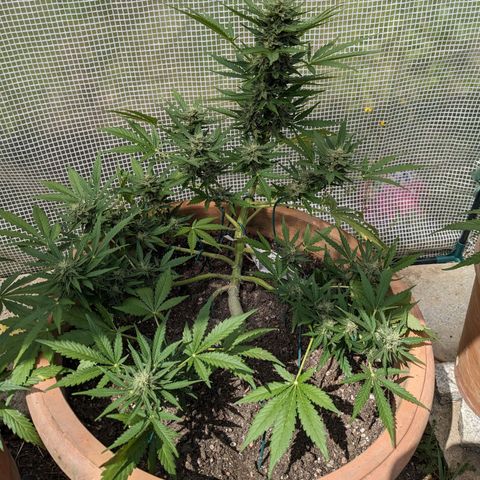 Sensi Amnesia Automatic growlog timeline photo