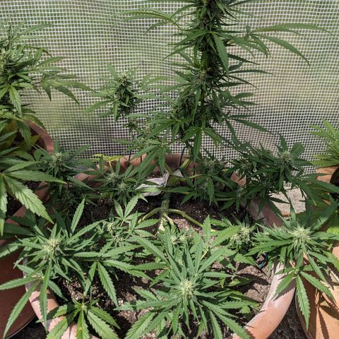 Sensi Amnesia Automatic growlog timeline photo