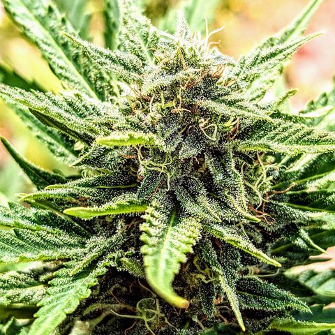 Sensi Amnesia Automatic growlog timeline photo