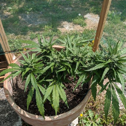 Sensi Amnesia Automatic growlog timeline photo