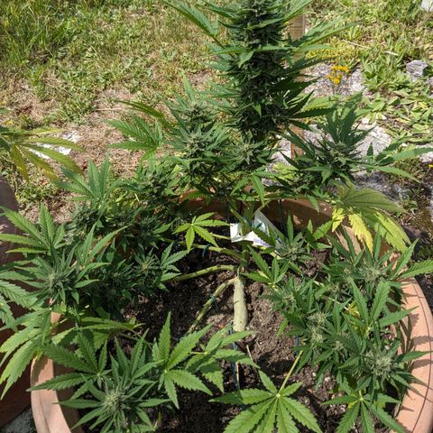 Sensi Amnesia Automatic growlog timeline photo