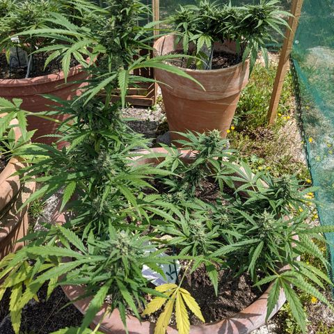 Sensi Amnesia Automatic growlog timeline photo