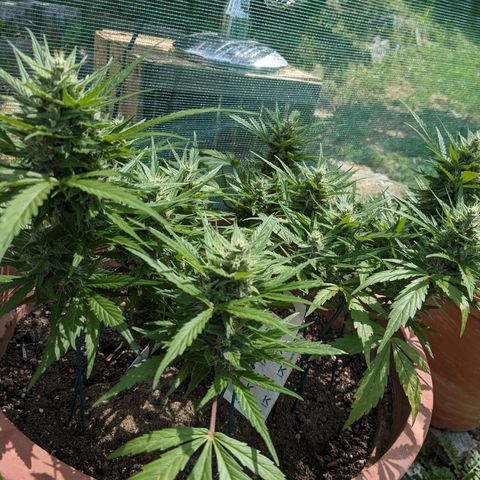 Sensi Amnesia Automatic growlog timeline photo