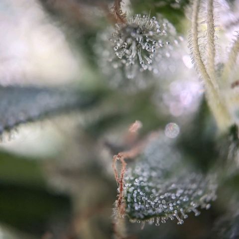 Sensi Amnesia Automatic growlog timeline photo