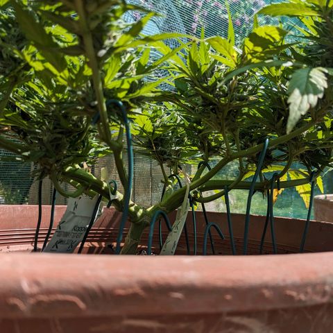 Sensi Amnesia Automatic growlog timeline photo