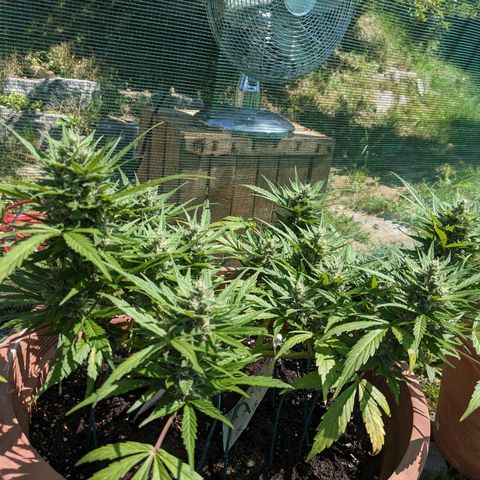 Sensi Amnesia Automatic growlog timeline photo