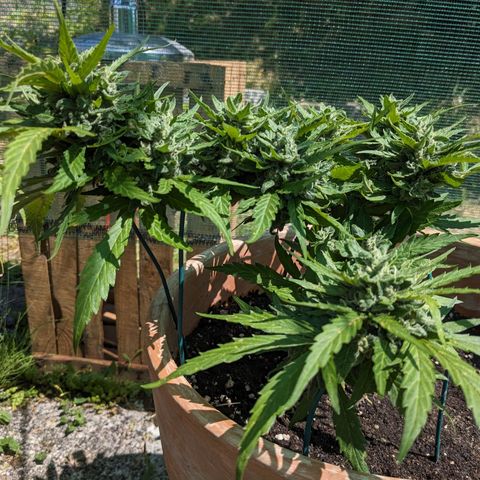 Sensi Amnesia Automatic growlog timeline photo