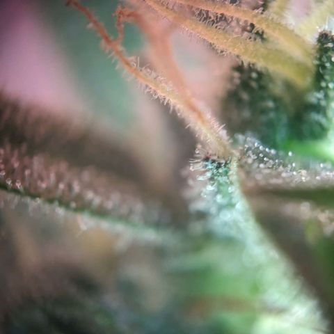 Sensi Amnesia Automatic growlog timeline photo