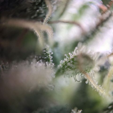 Sensi Amnesia Automatic growlog timeline photo