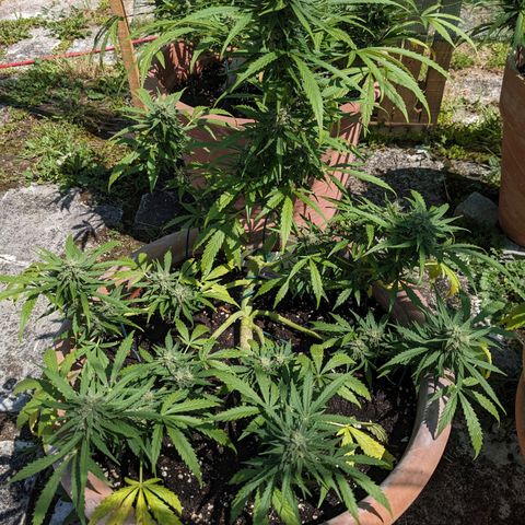 Sensi Amnesia Automatic growlog timeline photo