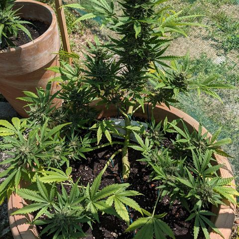 Sensi Amnesia Automatic growlog timeline photo