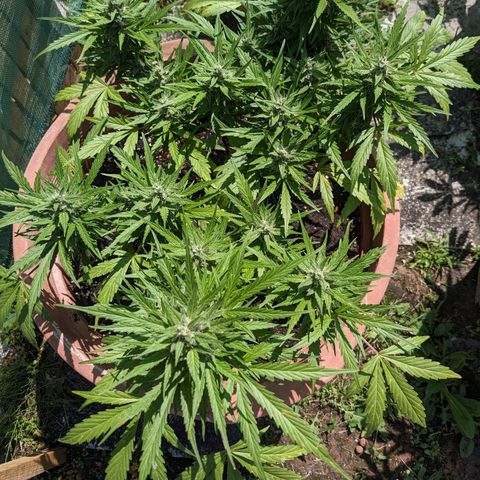 Sensi Amnesia Automatic growlog timeline photo