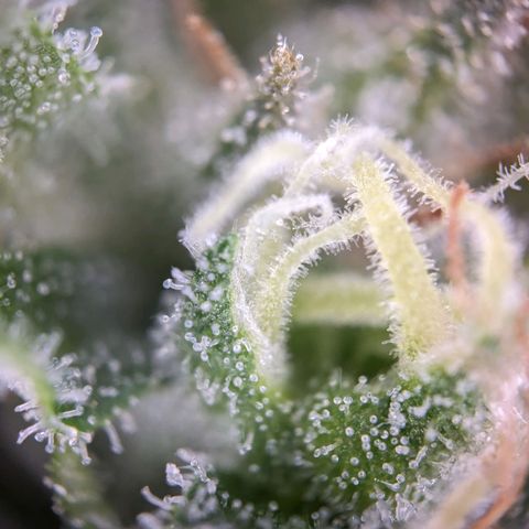 Sensi Amnesia Automatic growlog photo: Trichome werden immer mehr Amber Farben. Natürlich müssen die Damen gesondert voneinander betrachtet werden. Das werde in demnächst auch machen.