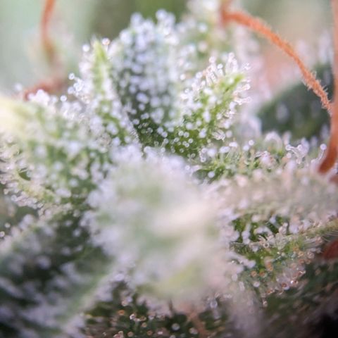 Sensi Amnesia Automatic growlog photo: Trichome werden immer mehr Amber Farben. Natürlich müssen die Damen gesondert voneinander betrachtet werden. Das werde in demnächst auch machen.