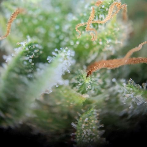 Sensi Amnesia Automatic growlog photo: Trichome werden immer mehr Amber Farben. Natürlich müssen die Damen gesondert voneinander betrachtet werden. Das werde in demnächst auch machen.