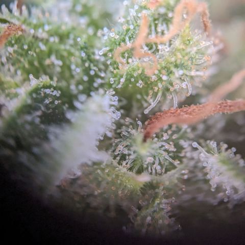 Sensi Amnesia Automatic growlog photo: Trichome werden immer mehr Amber Farben. Natürlich müssen die Damen gesondert voneinander betrachtet werden. Das werde in demnächst auch machen.