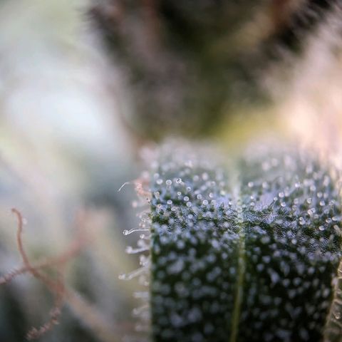 Sensi Amnesia Automatic growlog photo: Trichome werden immer mehr Amber Farben. Natürlich müssen die Damen gesondert voneinander betrachtet werden. Das werde in demnächst auch machen.