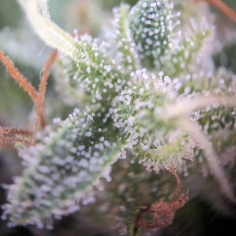 Sensi Amnesia Automatic growlog photo: Trichome werden immer mehr Amber Farben. Natürlich müssen die Damen gesondert voneinander betrachtet werden. Das werde in demnächst auch machen.