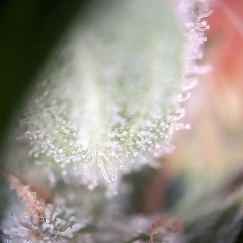Sensi Amnesia Automatic growlog photo: Trichome werden immer mehr Amber Farben. Natürlich müssen die Damen gesondert voneinander betrachtet werden. Das werde in demnächst auch machen.