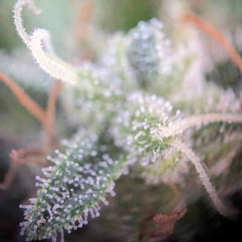 Sensi Amnesia Automatic growlog photo: Trichome werden immer mehr Amber Farben. Natürlich müssen die Damen gesondert voneinander betrachtet werden. Das werde in demnächst auch machen.