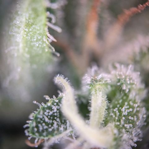 Sensi Amnesia Automatic growlog photo: Trichome werden immer mehr Amber Farben. Natürlich müssen die Damen gesondert voneinander betrachtet werden. Das werde in demnächst auch machen.
