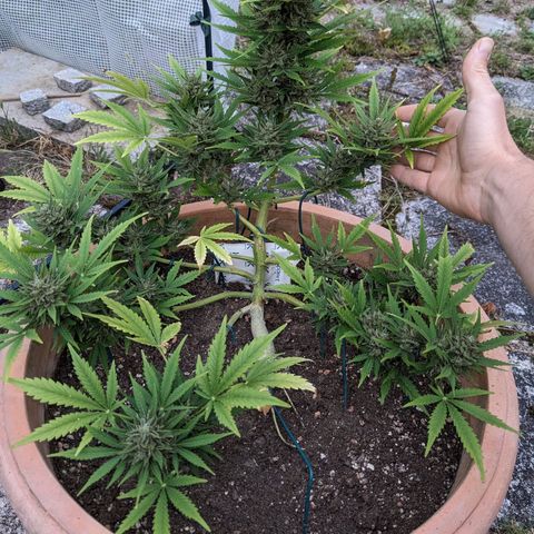 Sensi Amnesia Automatic growlog timeline photo