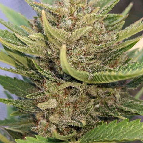 Sensi Amnesia Automatic growlog timeline photo