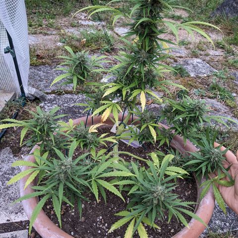 Sensi Amnesia Automatic growlog timeline photo