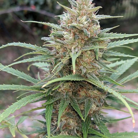 Sensi Amnesia Automatic growlog timeline photo