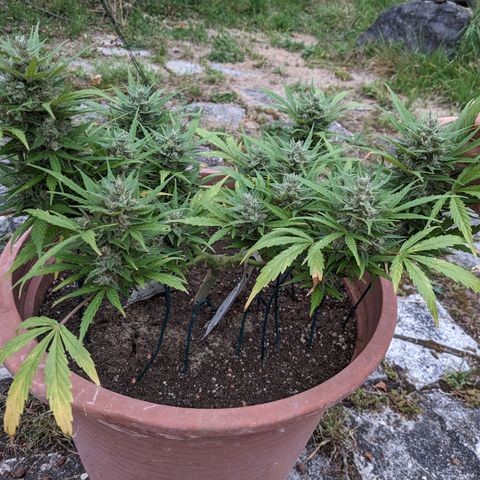 Sensi Amnesia Automatic growlog timeline photo