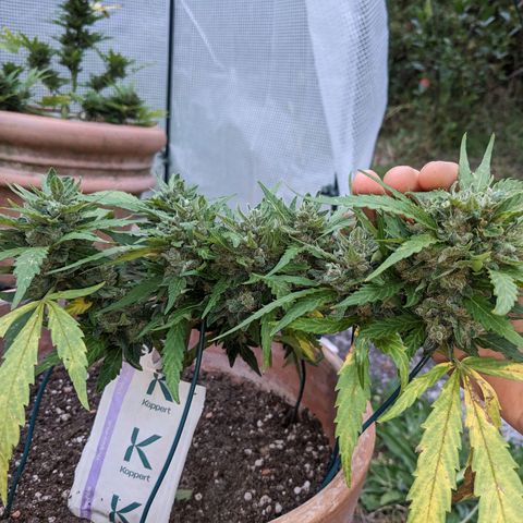 Sensi Amnesia Automatic growlog timeline photo