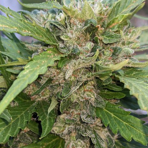 Sensi Amnesia Automatic growlog timeline photo
