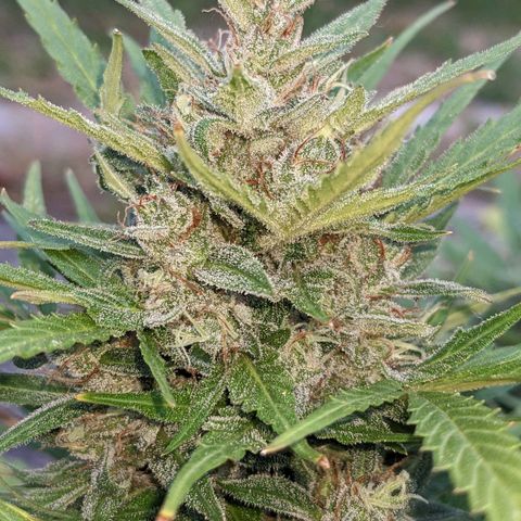 Sensi Amnesia Automatic growlog timeline photo