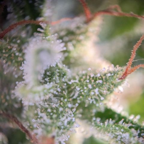 Sensi Amnesia Automatic growlog timeline photo