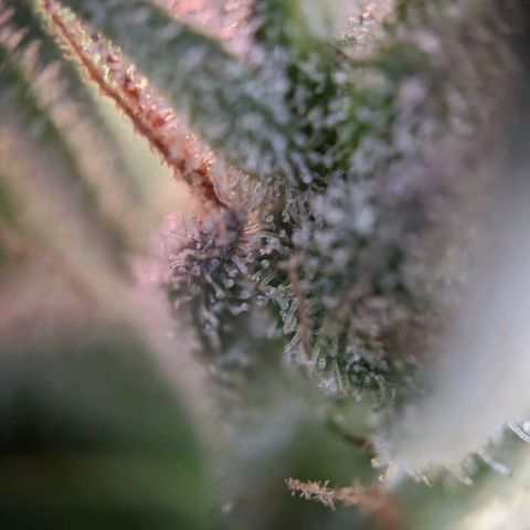 Sensi Amnesia Automatic growlog timeline photo