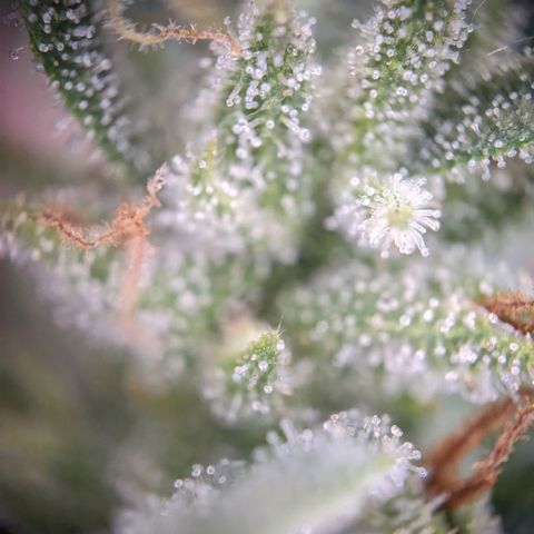 Sensi Amnesia Automatic growlog timeline photo