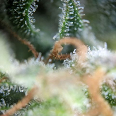 Sensi Amnesia Automatic growlog timeline photo