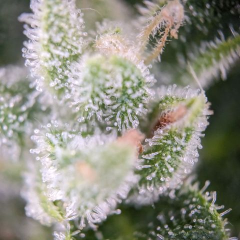 Sensi Amnesia Automatic growlog timeline photo