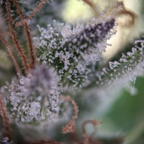 Sensi Amnesia Automatic growlog timeline photo