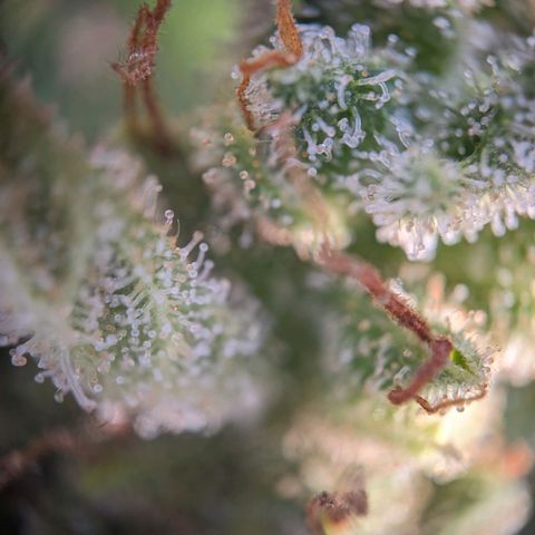 Sensi Amnesia Automatic growlog timeline photo