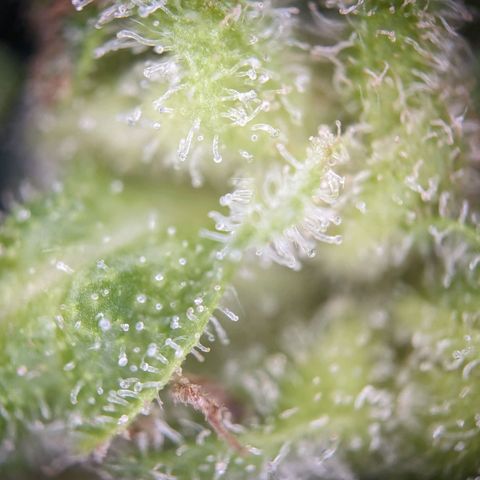 Sensi Amnesia Automatic growlog photo: Die Damen sind nun fertig 