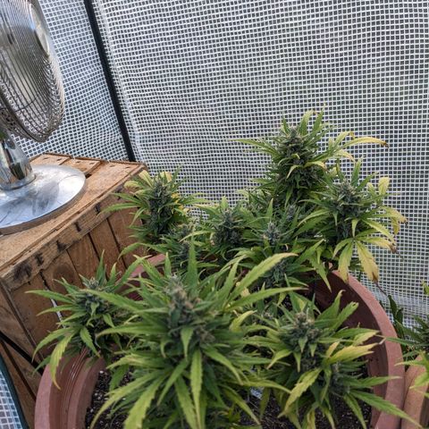 Sensi Amnesia Automatic growlog photo: Die Damen sind nun fertig 