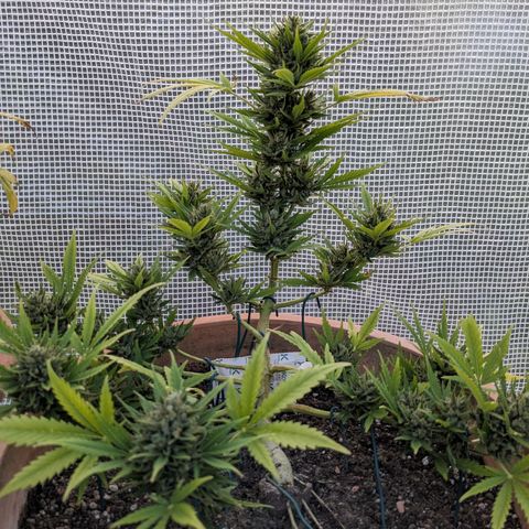Sensi Amnesia Automatic growlog photo: Die Damen sind nun fertig 